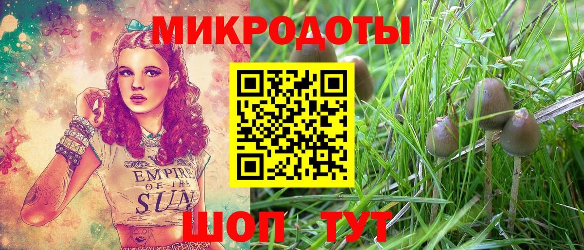Псилоцибиновые грибы Psilocybe Кубинка
